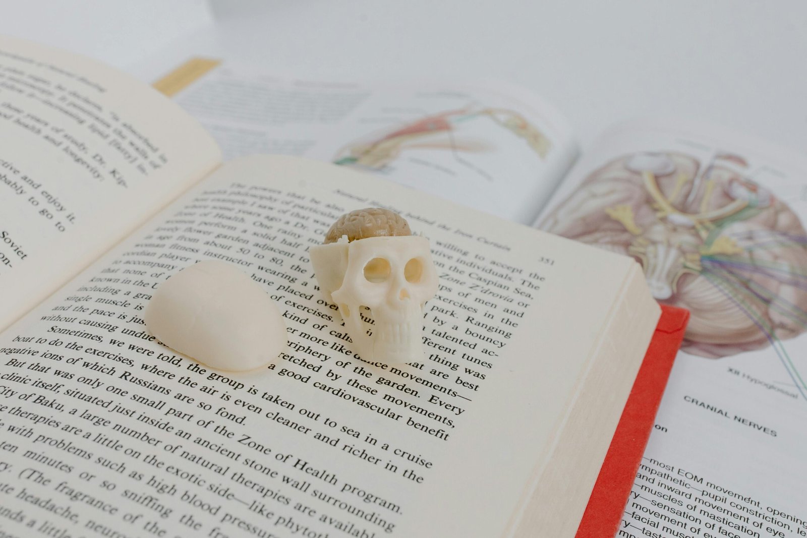 An open book with an anatomical skull model placed on top, surrounded by anatomical diagrams.